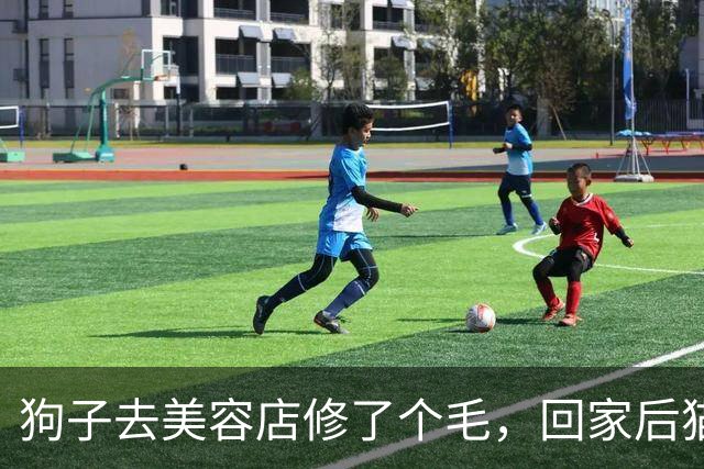 狗子去美容店修了个毛，回家后猫咪直接炸毛：这丑狗是谁？铲屎的，你接错狗了吧！